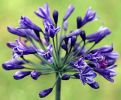 Back in black , Agapanthus